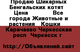 Продаю Шикарных Бенгальских котят › Цена ­ 17 000 - Все города Животные и растения » Кошки   . Карачаево-Черкесская респ.,Черкесск г.